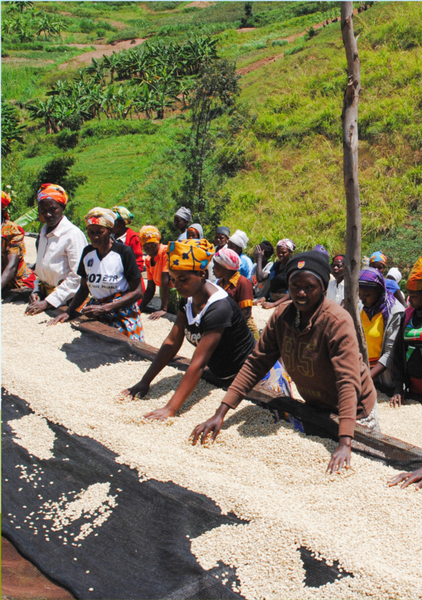 Rwandan coffee farmers spreading out coffee cherries on raised beds in the mountains
